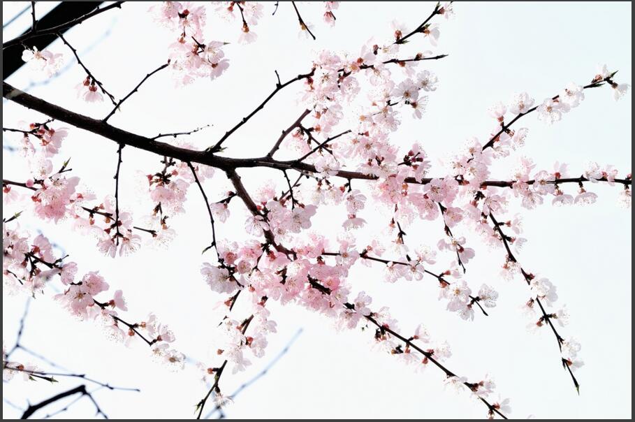 909x604 Black White Minimalist Chinese Landscape Painting, Wall Picture