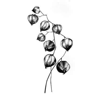 400x400 Lavinia Stamps, Chinese Lantern Scrapbooking Fairies