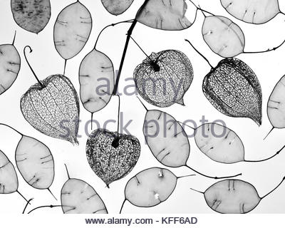 400x320 Chinese Lantern Seed Pods, Winter Cherry ( Physalis Alkeking Stock