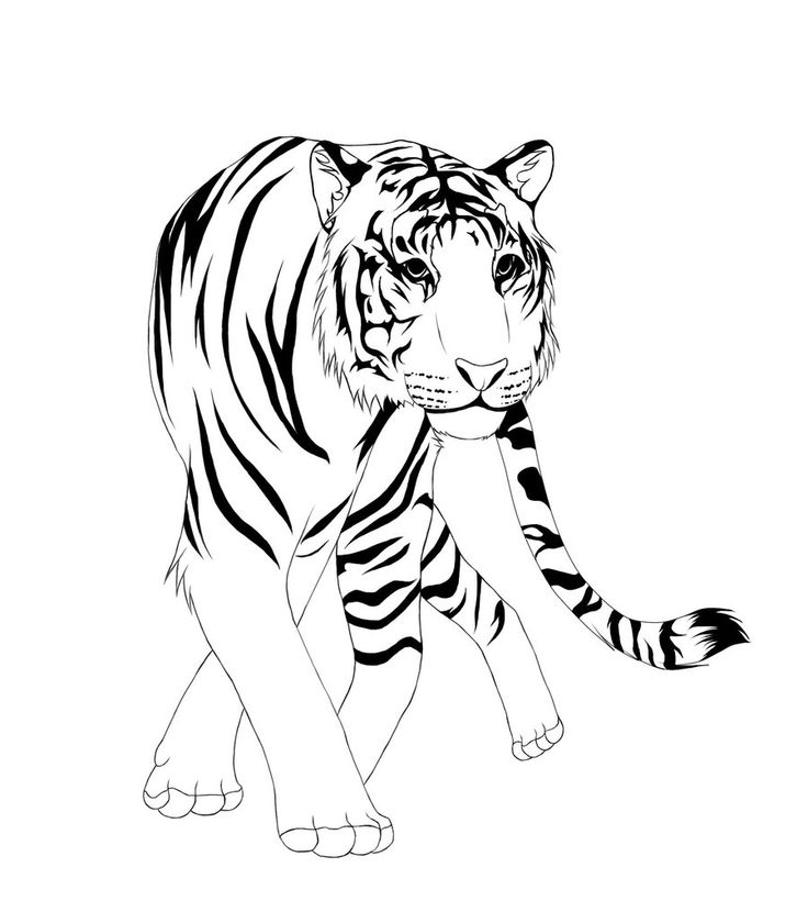 736x830 Drawn Tiger Line Art