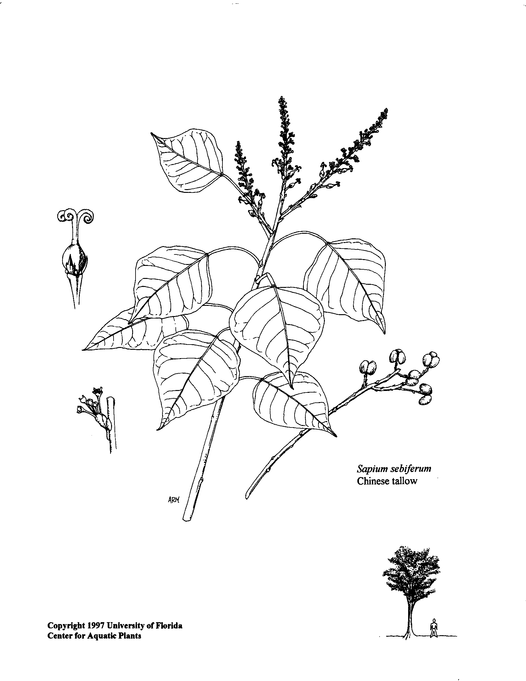 1700x2200 Chinesetallow (Popcorn Tree) Aquaplant