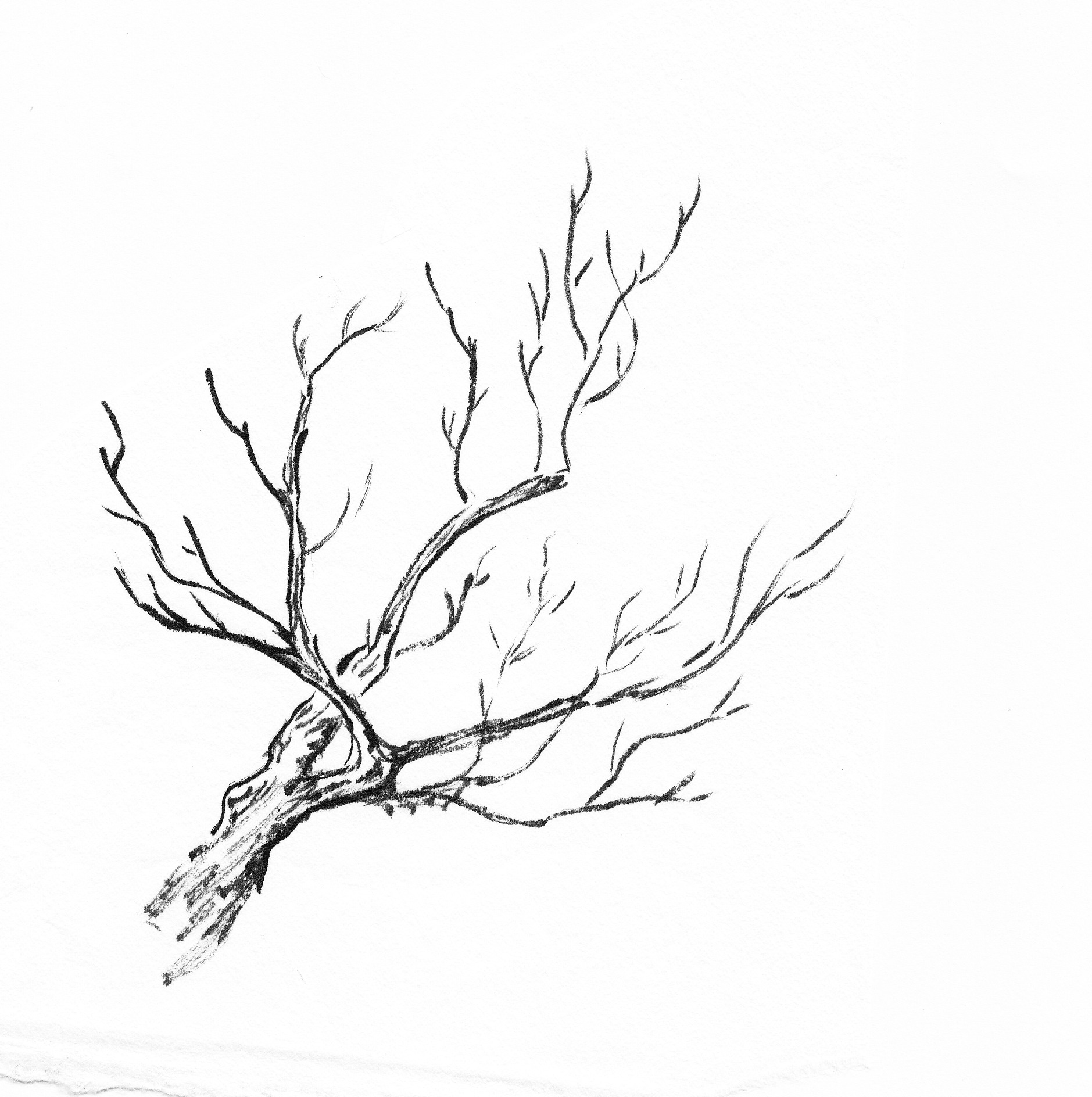1879x1888 Painting Trees Study