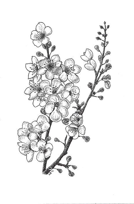 463x700 Cherry Blossems Drawing By Christy Beckwith Sindu