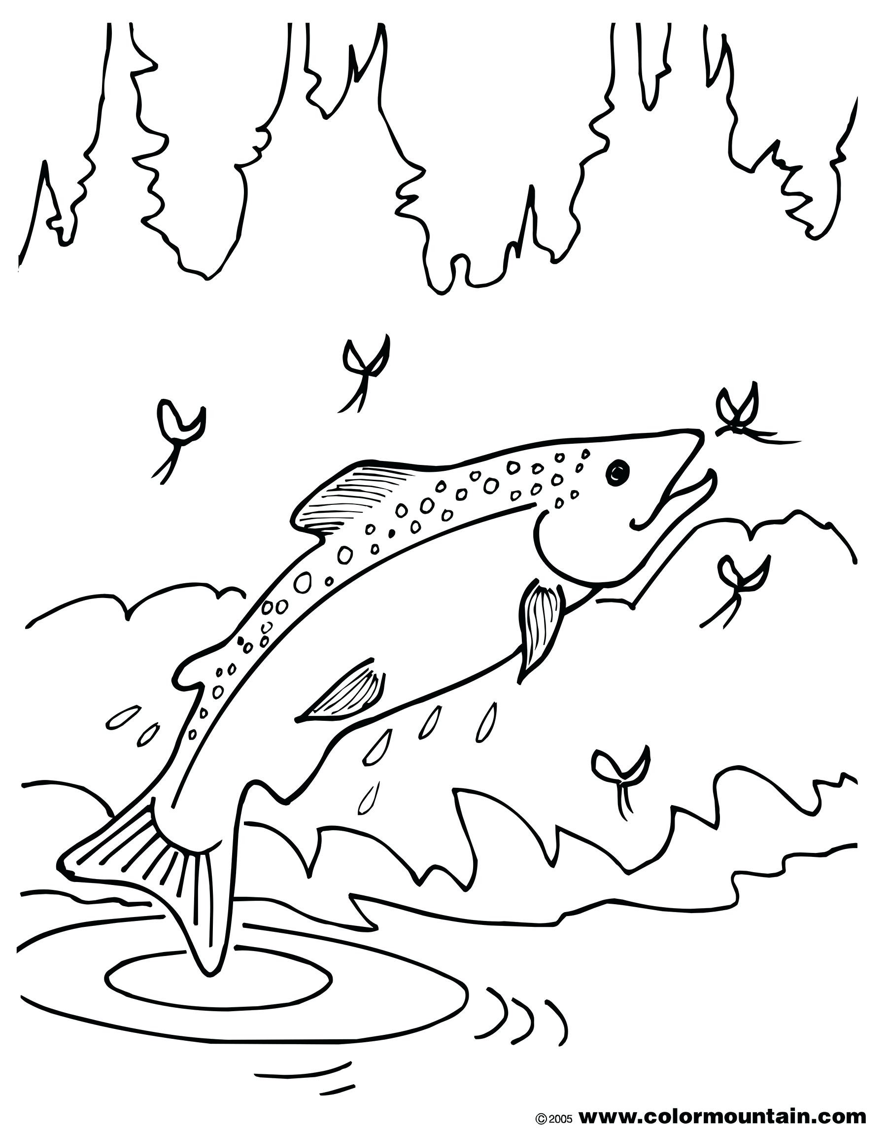 1800x2294 Chinook Animal Coloring Pages Unique Image 84 Cool Salmon Coloring