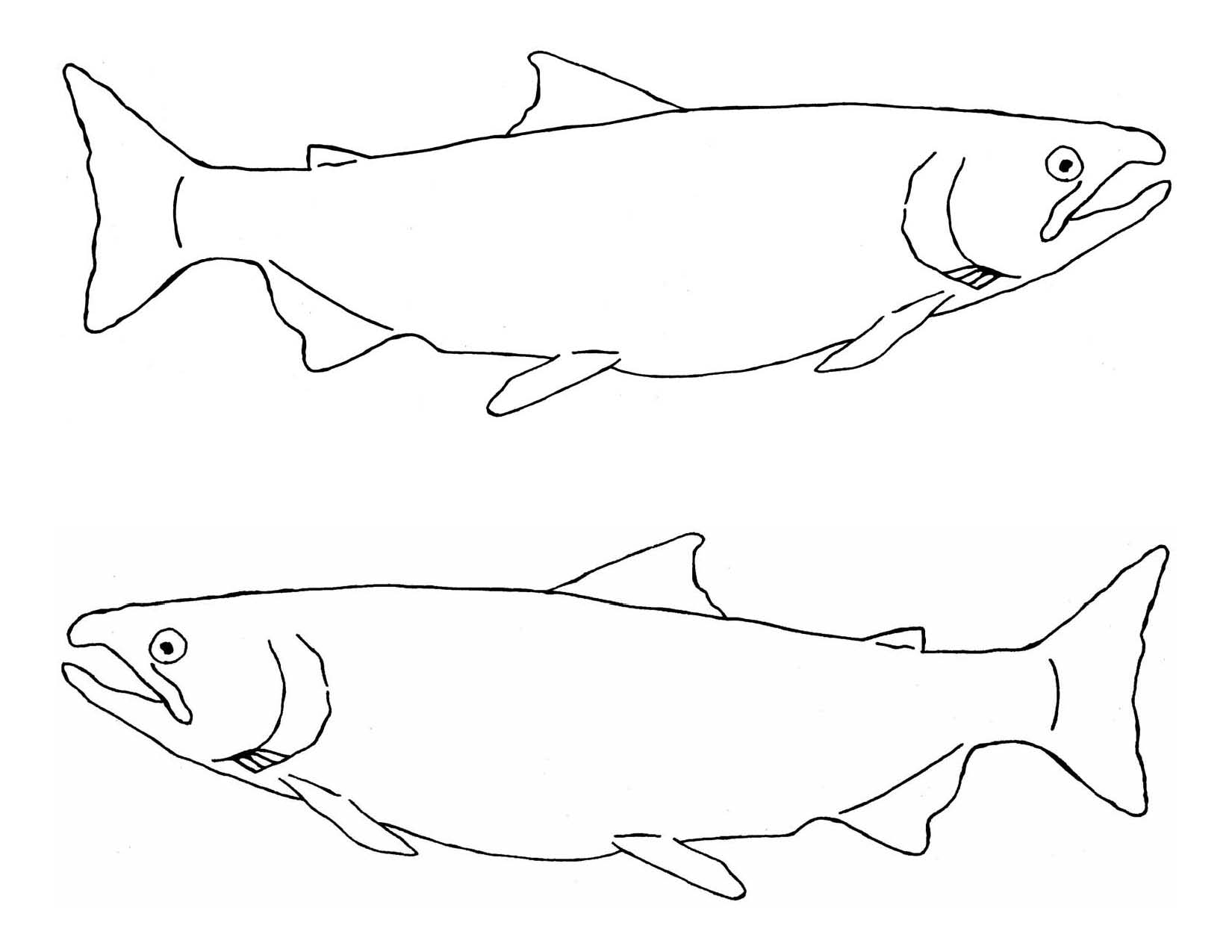 1650x1275 Salmon Coloring Pages