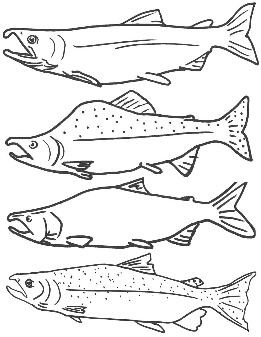 850x1100 Free Coloring Page Of Salmon Fish, Free Printable Fish Coloring