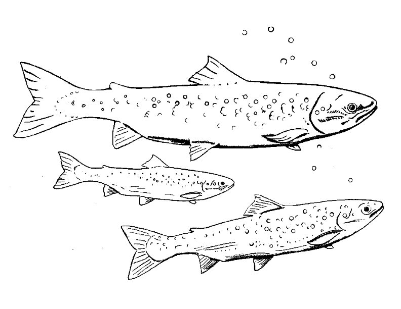 792x612 Salmon Coloring Pages