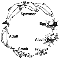 200x199 Salmon Facts