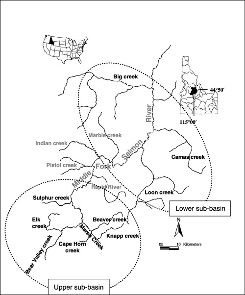 500x602 Stream Network In The Middle Fork Salmon River, Idaho Used By