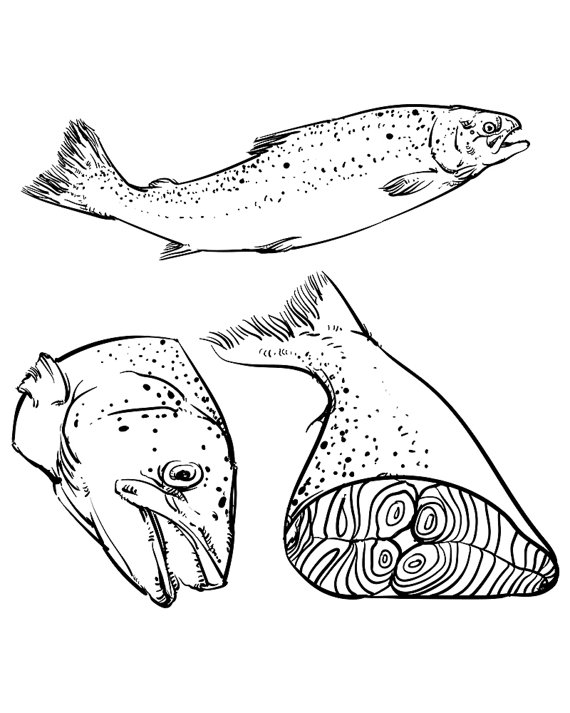 570x713 Vector Atlantic Salmon Isolated. Hand Salmon Outline Vector