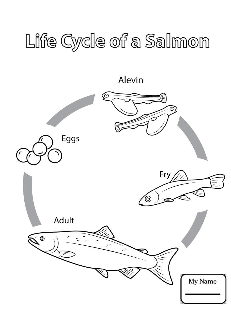809x1084 Coloring Pages For Kids Chinook Salmon Salmon Fish