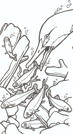 306x558 Chinook Salmon , Kids' Species Information Sacramento Fish