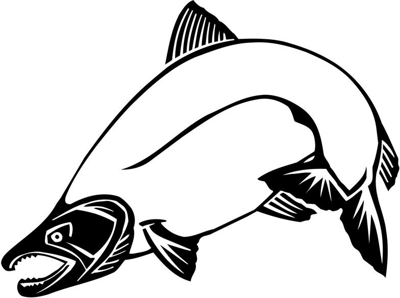 784x584 Chinook Salmon Clipart