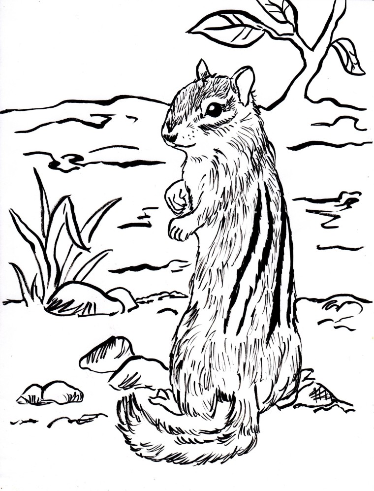 760x997 Chipmunk Coloring Page