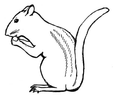 480x401 Chipmunk Eat Nut Coloring Page Free Printable Coloring Pages