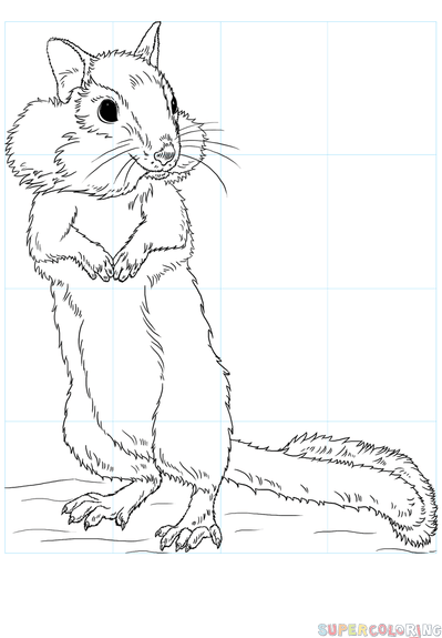 399x575 How To Draw A Chipmunk Step By Step Drawing Tutorials