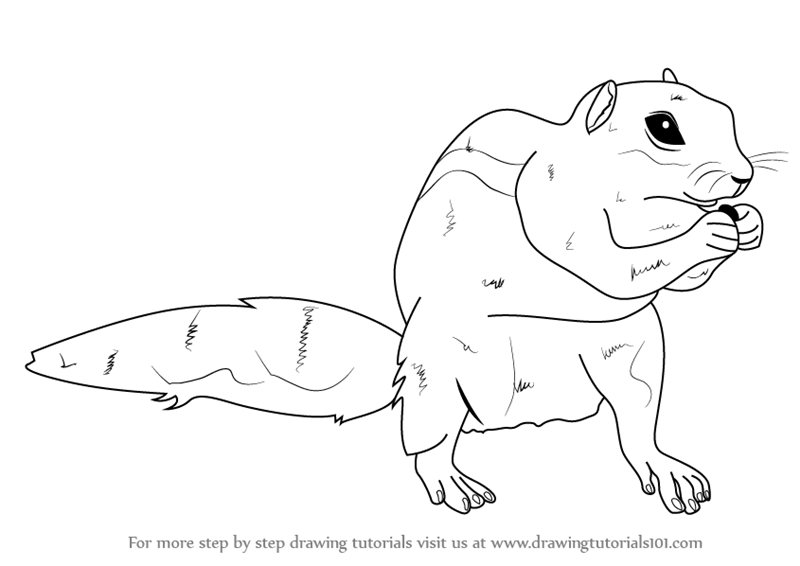 800x566 Learn How To Draw A Chipmunk (Other Animals) Step By Step