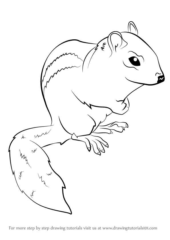 596x842 Learn How To Draw An Eastern Chipmunk (Chipmunks) Step By Step
