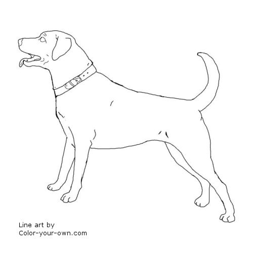 500x500 Labrador Retriever Line Art Dog Patterns Labrador
