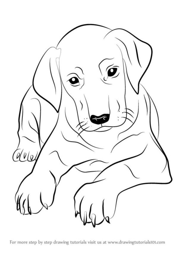 600x849 How To Draw A Puppy Drawing Drawings, Sketches
