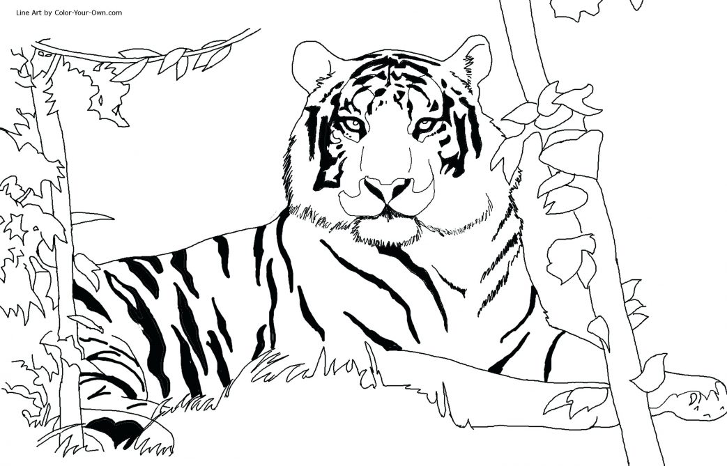 1043x669 Coloring Pages Christmas Reindeer Tiger Animal Free Printable Kids