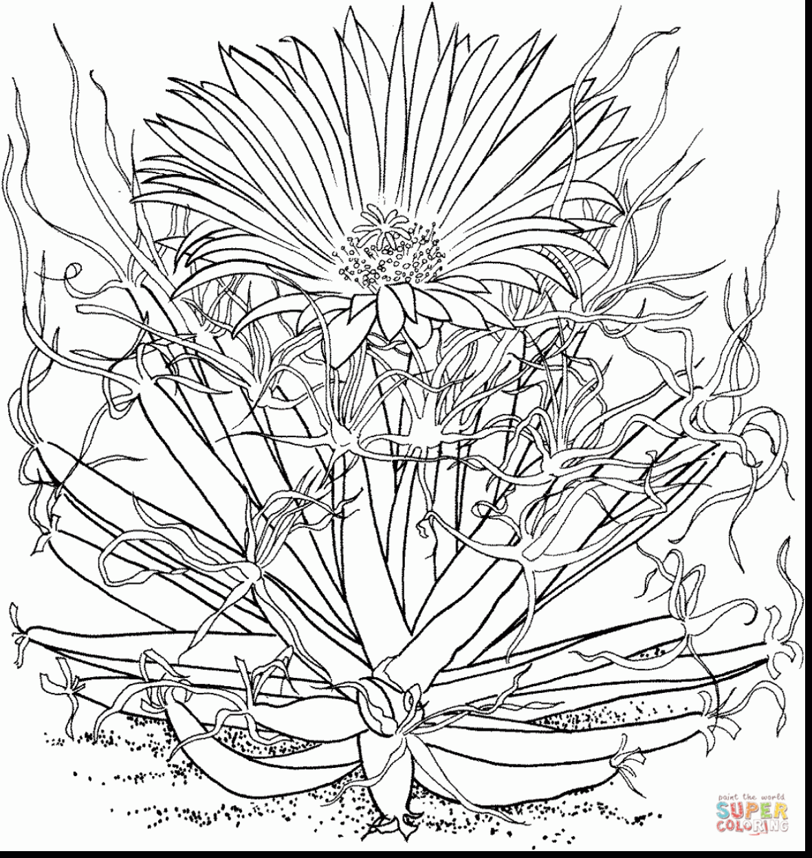 1181x1248 Christmas Cactus Flower Coloring Coloring Page Pumpkin Coloring