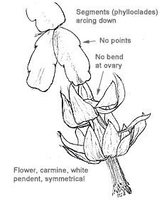 228x282 Christmas Cactus Gardening Succulents, Cacti, Bromeliads