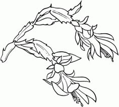 236x213 Image Result For Christmas Cactus Drawing Coloring Pages