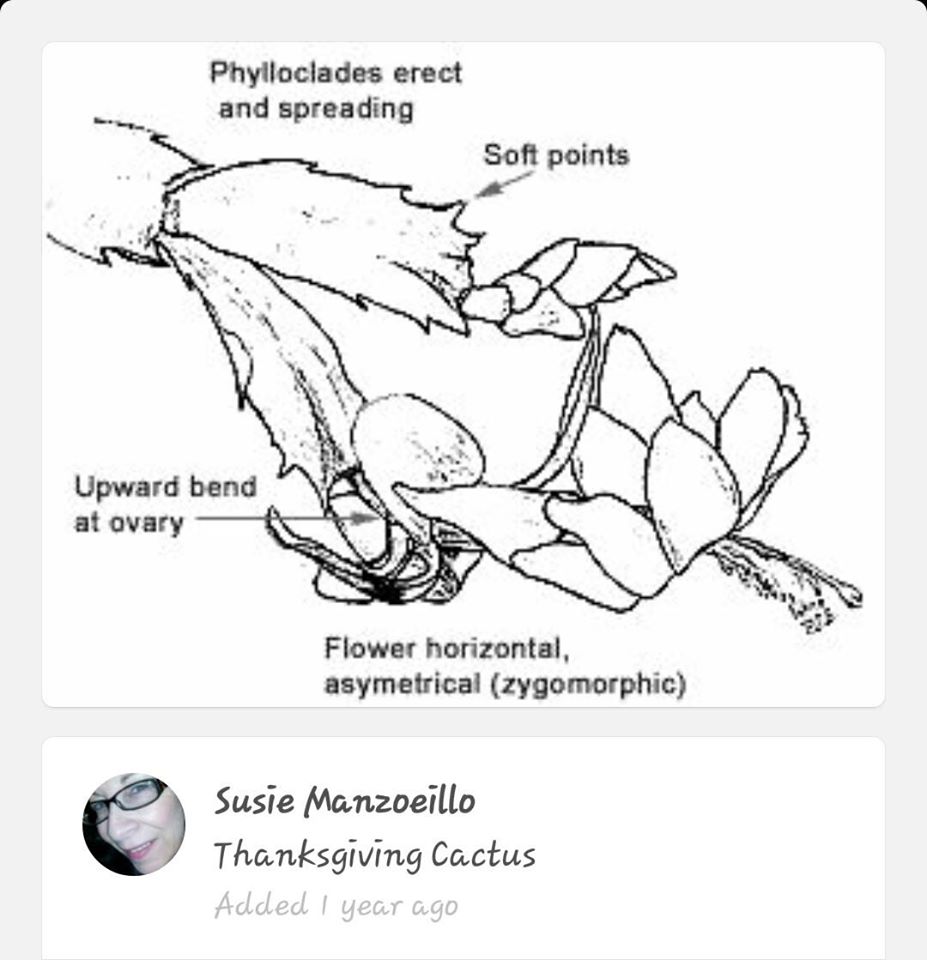 927x960 Pin By Jane Diehl On Succulents