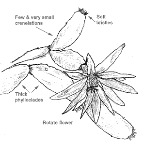 295x296 Rhipsalidopsis Gaertneri Easter Cactus Flowers
