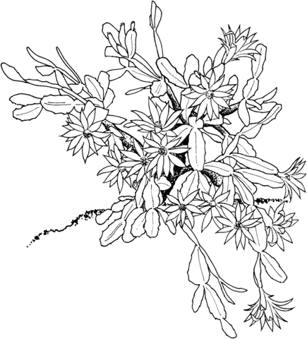 435x480 Schlumbergera Or Christmas Cactus Coloring Page Free Printable