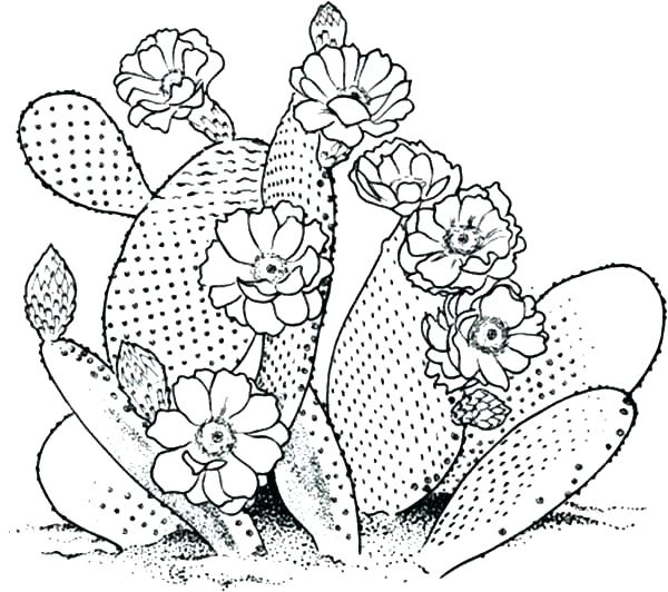 600x532 This Is Cactus Coloring Page Images Planting Cactus Coloring Pages