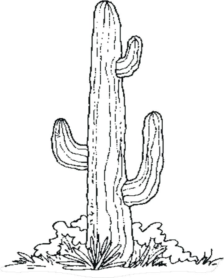723x898 Cactus Coloring Page Cactus Color Page Coloring Pages Saguaro