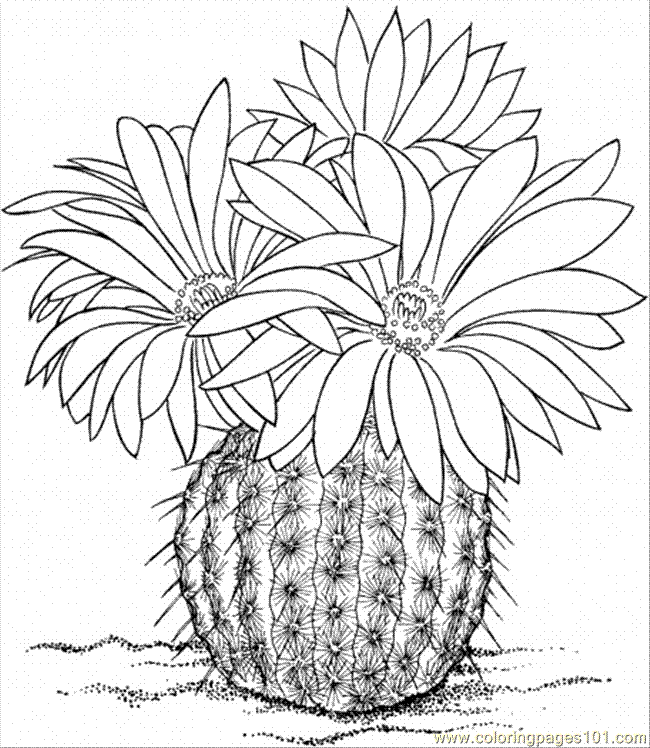 650x748 Cactus Flower Coloring Page Free Printable Coloring Page Cactus