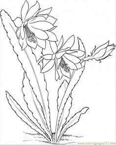 236x296 Cactus Flower Coloring Page Free Printable Coloring Page Cactus