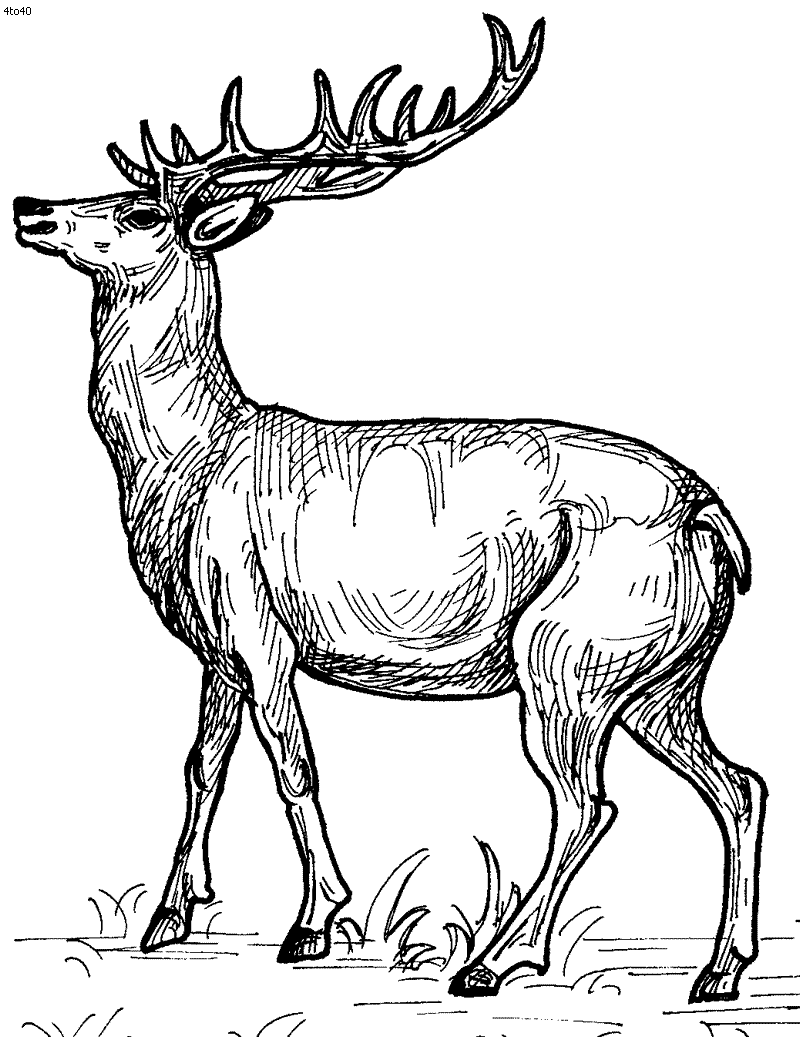 800x1037 Deer Coloring Pages To Print Printable Baby Deer Coloring Pages