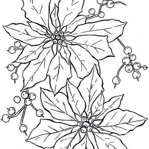 300x300 Drawing Of Poinsettia For Poinsettia Day Coloring Page Coloring Sun