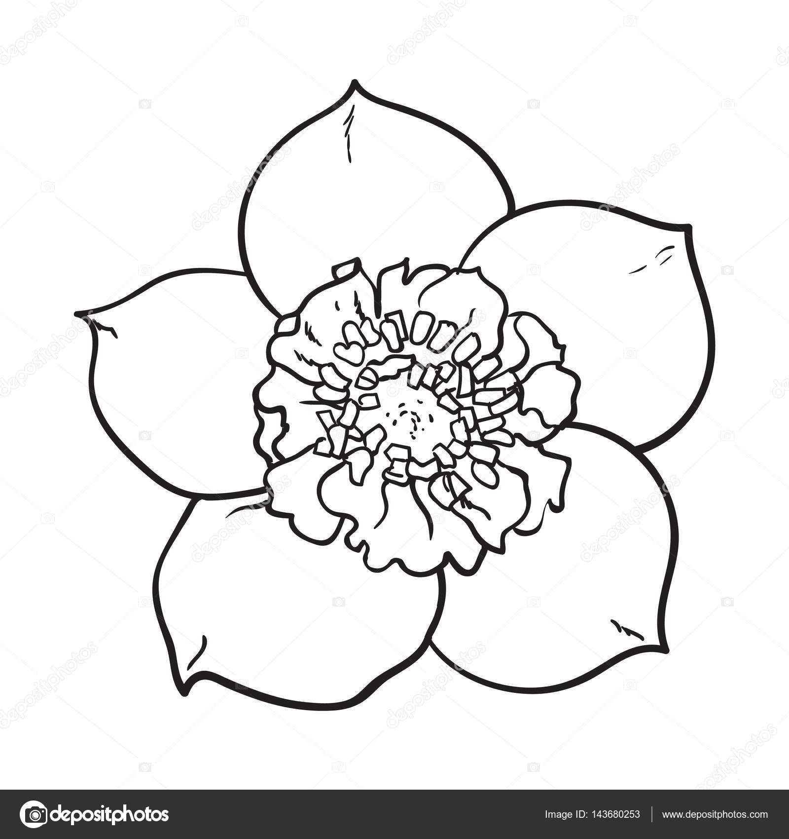 1600x1700 Hellebore, Christmas Rose Single Flower, Top View Stock Vector