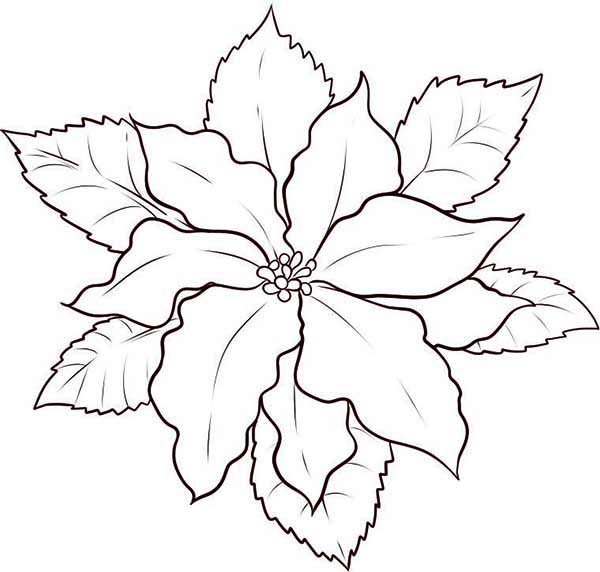 600x572 How To Make Poinsettia Flower Sketch Coloring Page