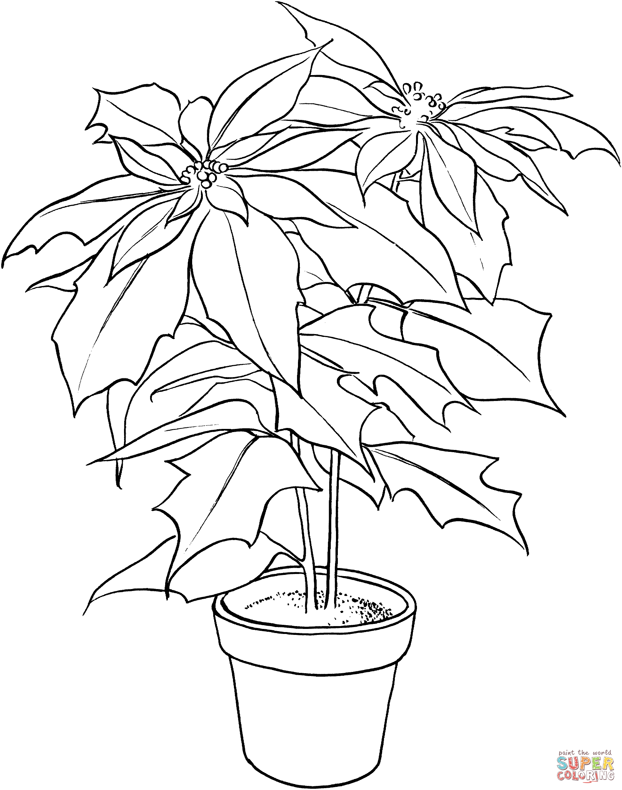 1981x2516 Poinsettia Or Christmas Flower Coloring Page Free Printable