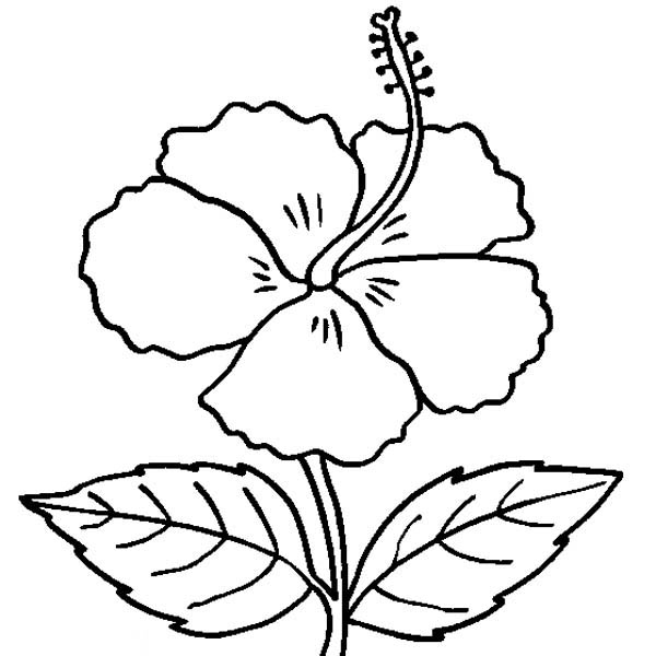 600x600 Hibiscus Flower Coloring Page