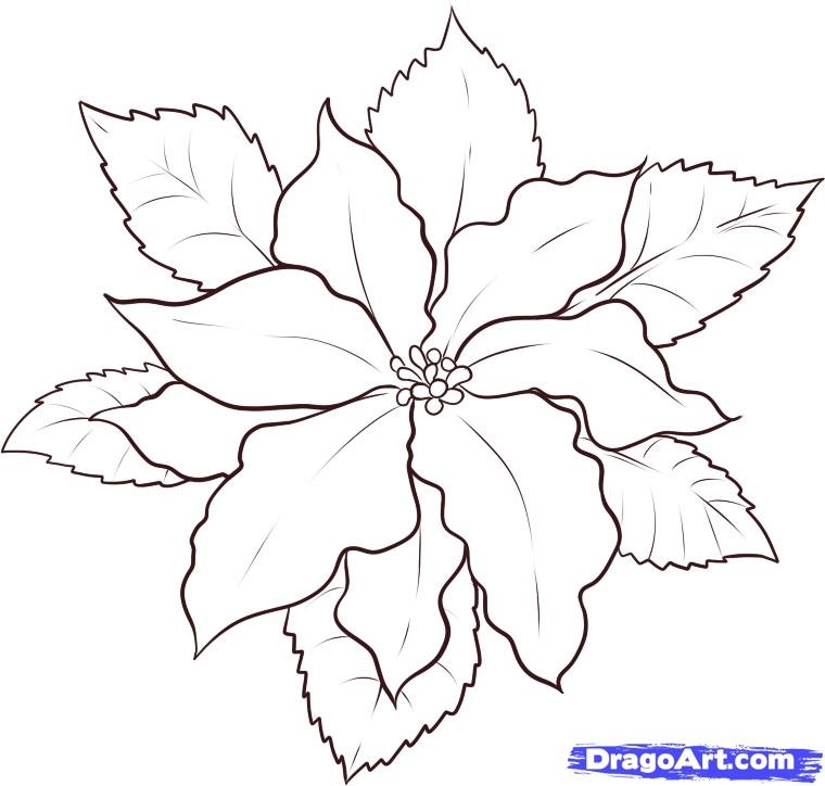 760x724 Poinsettia Art Projects For Kids Traceables