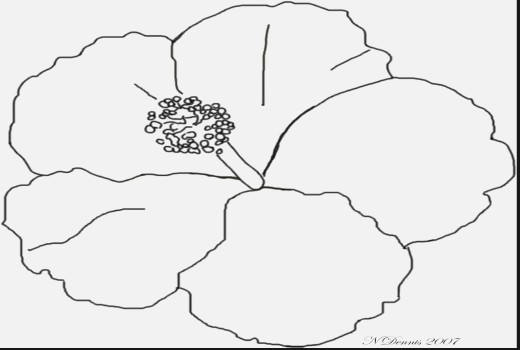 520x350 Best Of Christmas Flower Coloring Pages Lovely