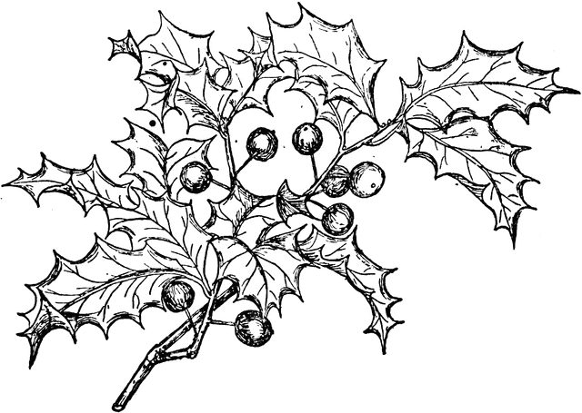 640x455 European Holly. Holly Plant Drawing Sprout 33