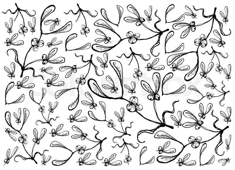 800x580 Background Illustration Hand Drawn Sketch Of Mistletoe Bunch