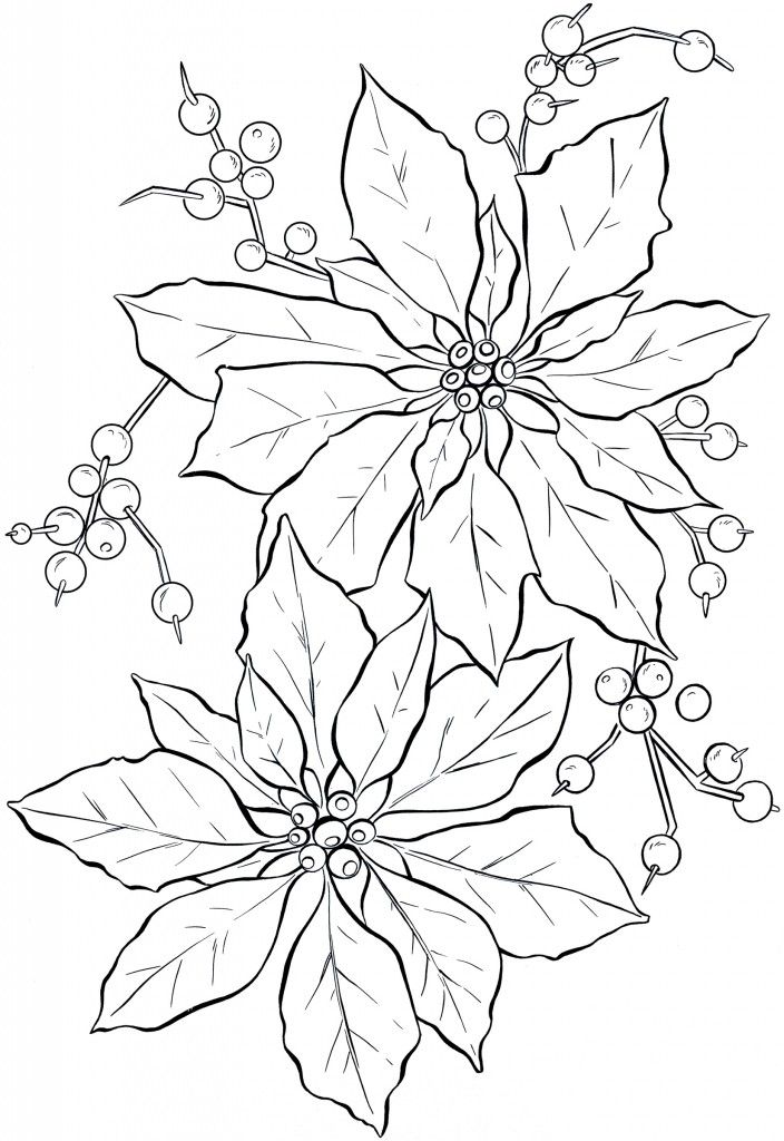 704x1024 Pictures Christmas Flower Drawings,