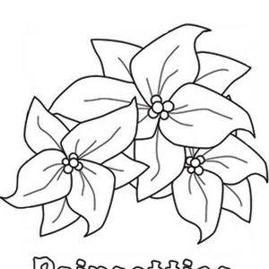 300x300 Poinsettia Coloring Book Pages Printable For Pretty Draw Page