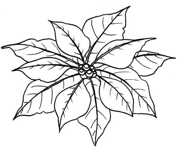 600x494 Poinsettia Coloring Page