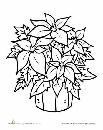 350x440 Poinsettia Plant Coloring Page Poinsettia, Christmas Drawing