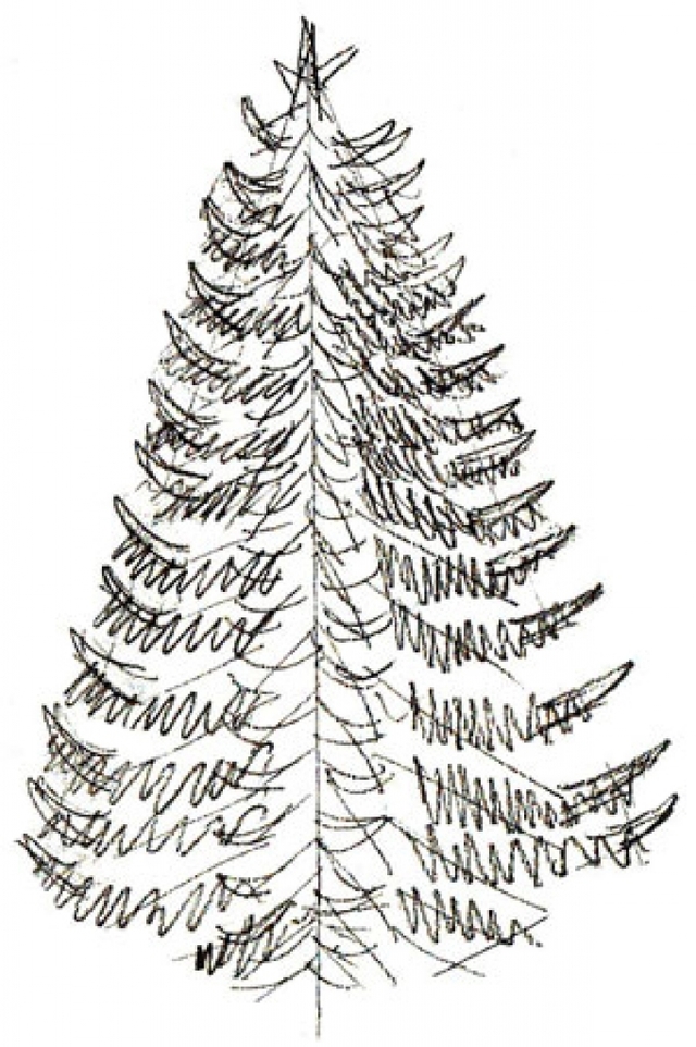 640x962 Realistic Christmas Tree Drawing How To Draw A Christmas Tree Draw